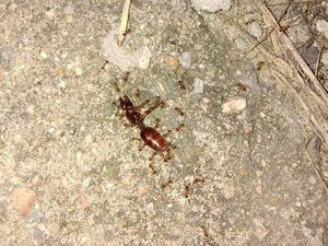 泉州红蚂蚁防治中心