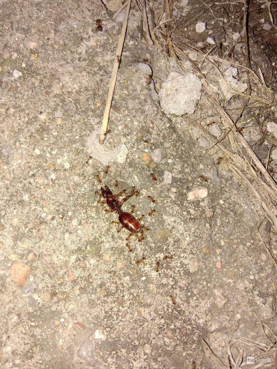 泉州红蚂蚁防治中心